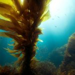 Anacapa-iStock-KGrif