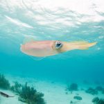 Bonaire-Tourism-Bonaire