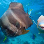 Cairns-iStock-treetstreet