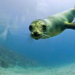 Galapagos-iStock-Andrea-Izzotti