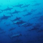 Galapagos-iStock-montgomerygilchrist